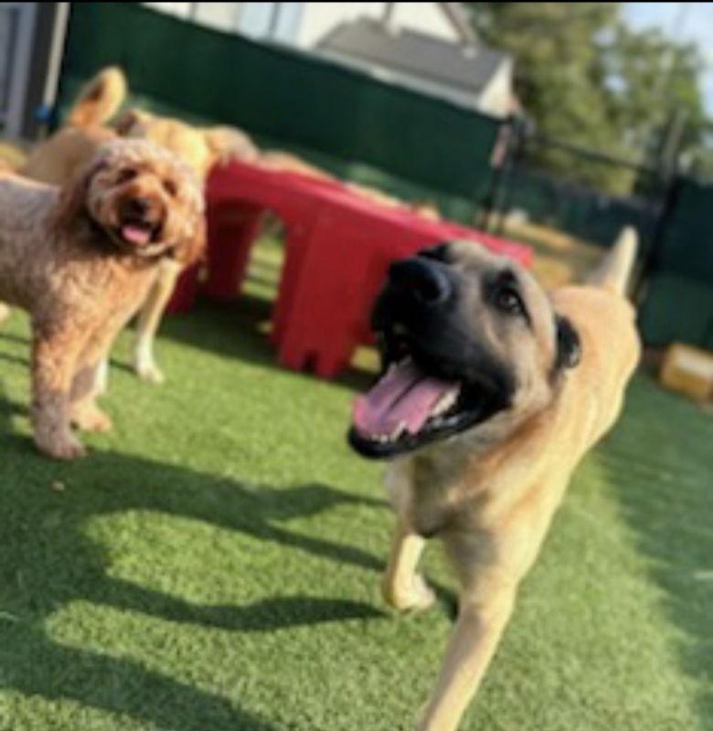 Wesley, Adoptable, Young Male German Shepherd Dog & Belgian Shepherd / Malinois.