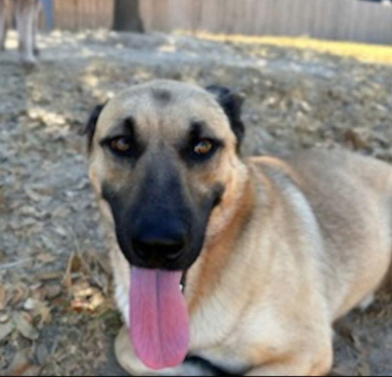 Enlarge Wesley, a Adoptable mixed breed in Winston Salem, NC image 3/3