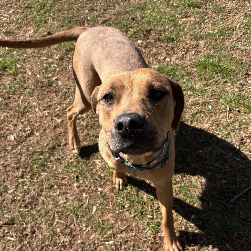 Arcelia, a Adoptable Mixed Breed in Auburn, AL image 1/6