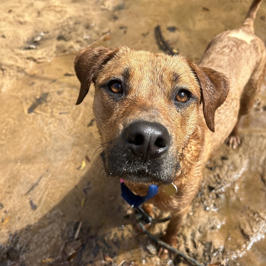 Arcelia, a Adoptable Mixed Breed in Auburn, AL image 2/6