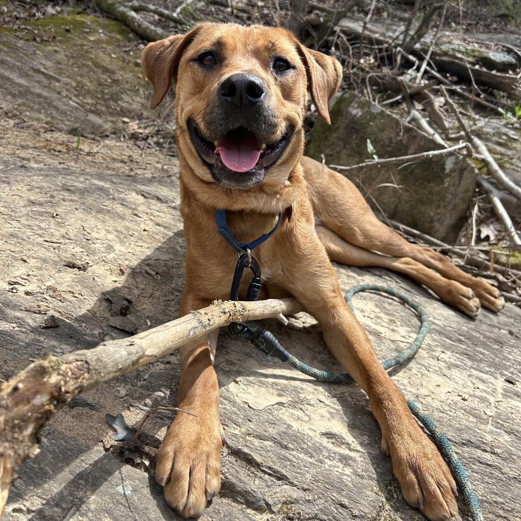 Enlarge Arcelia, a Adoptable Mixed Breed in Auburn, AL image 2/6