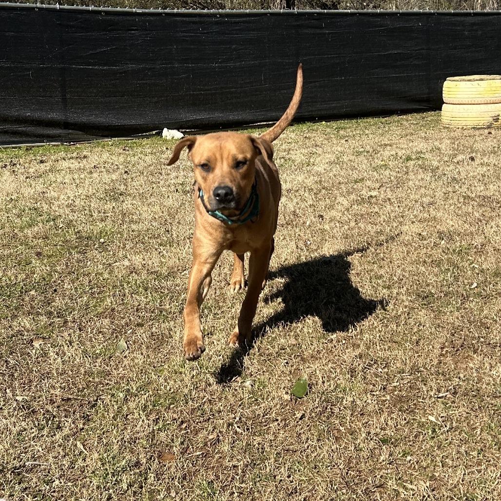 Arcelia, a Adoptable Mixed Breed in Auburn, AL image 3/6