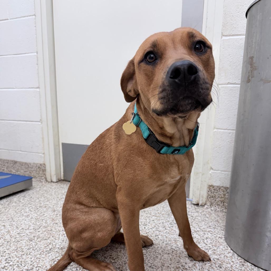 Arcelia, a Adoptable Mixed Breed in Auburn, AL image 4/6