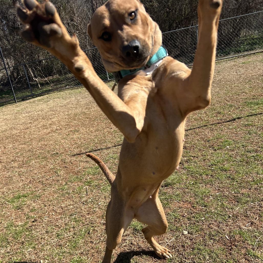 Arcelia, a Adoptable Mixed Breed in Auburn, AL image 5/6