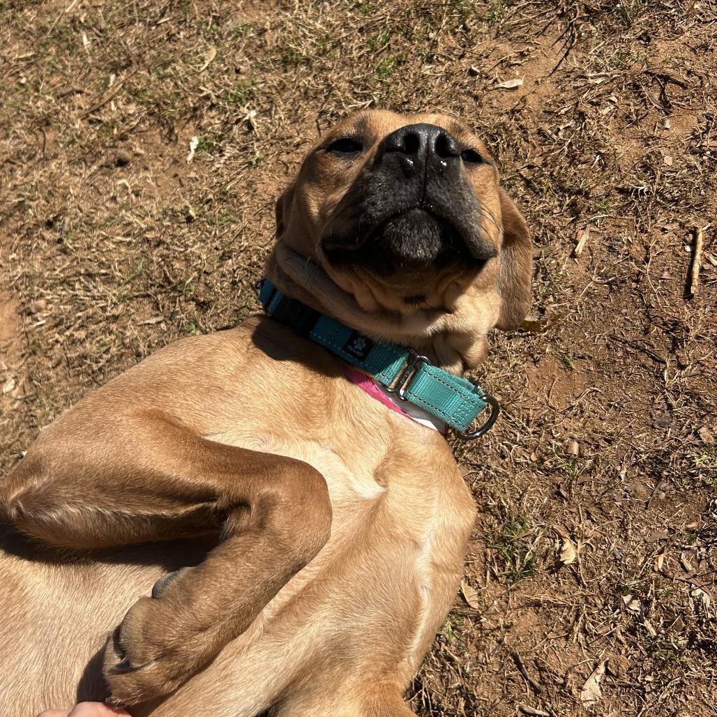 Arcelia, a Adoptable Mixed Breed in Auburn, AL image 6/6