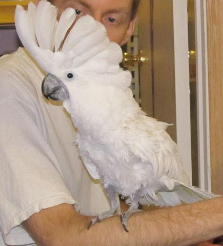 Enlarge Precious, a Adoptable Cockatoo in Edgerton, WI image 1/2
