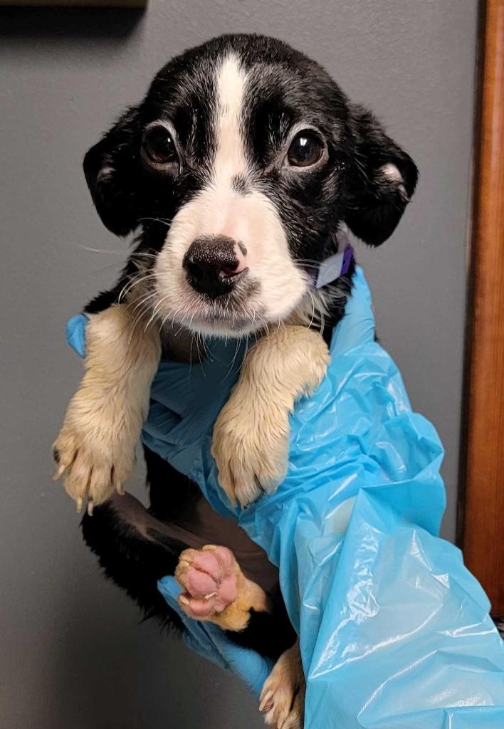 River, Adoptable, Puppy Female Mixed Breed.