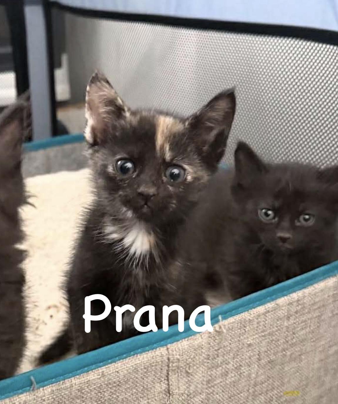Prana, ADOPTABLE, Kitten Female Tortoiseshell & Domestic Medium Hair.