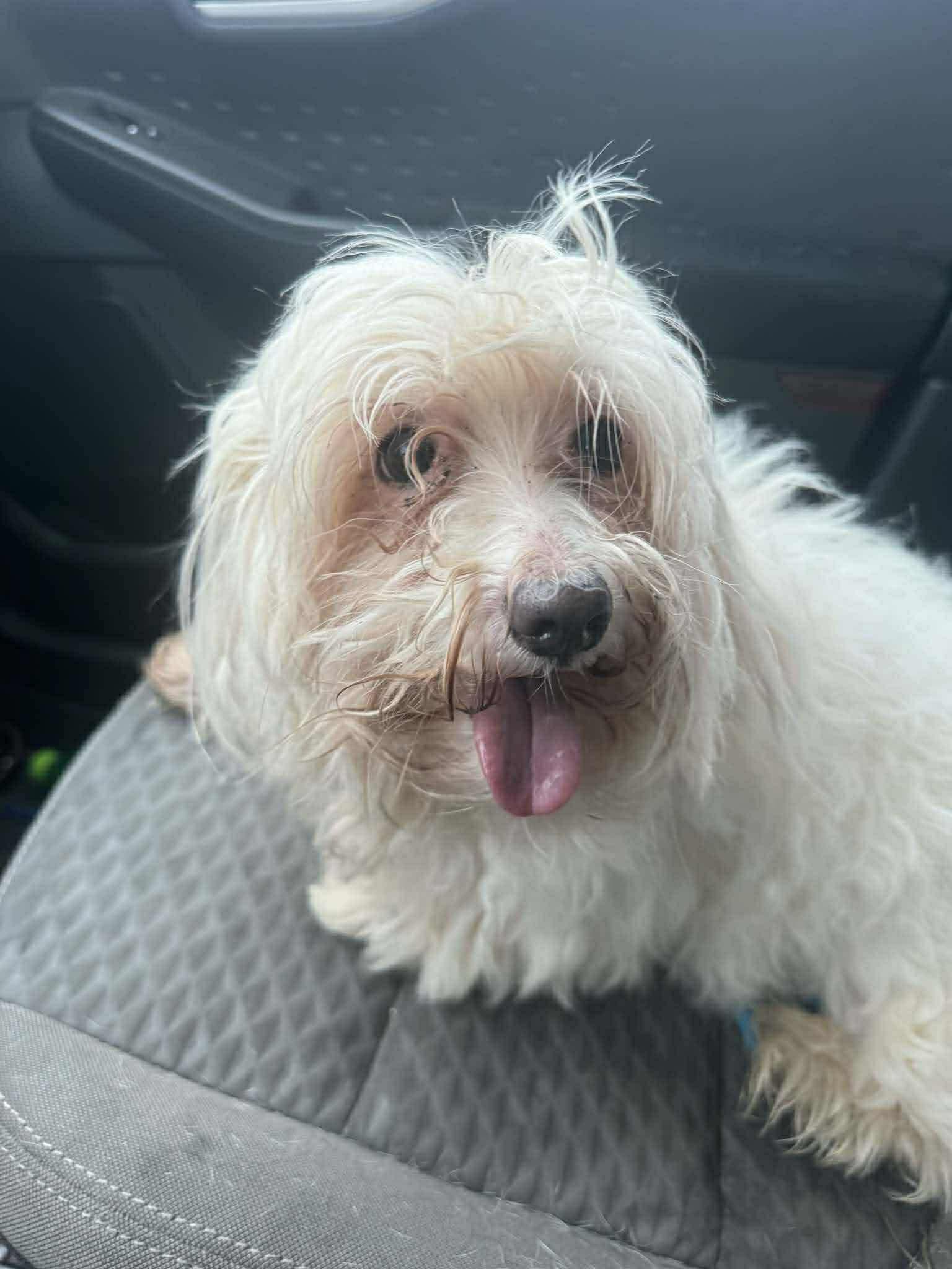 Enlarge Dexter, a Adoptable mixed breed in Westwood, NJ image 3/4