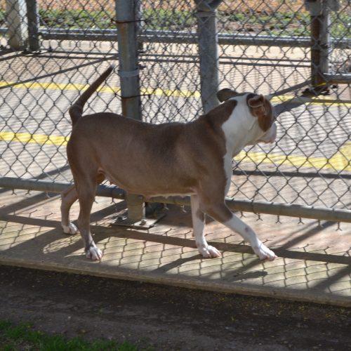 Enlarge Me Peaches, a Adoptable American Staffordshire Terrier in Jackson, LA image 1/3
