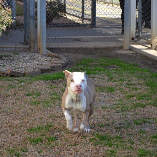 Enlarge Me Peaches, a Adoptable American Staffordshire Terrier in Jackson, LA image 2/3