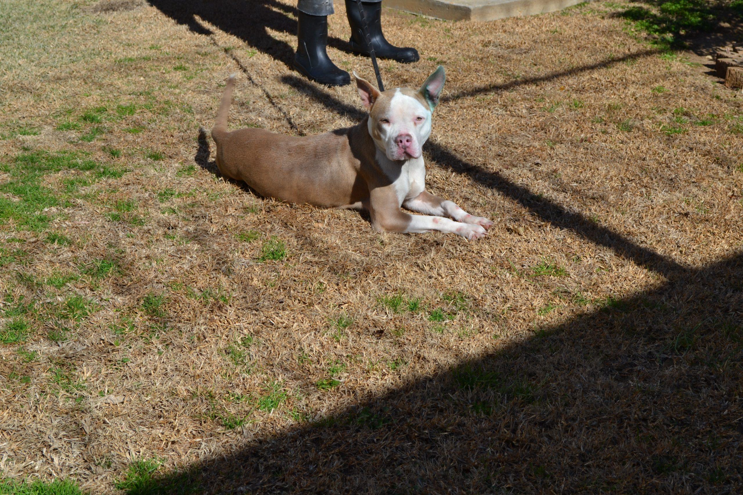 Enlarge Me Peaches, a Adoptable American Staffordshire Terrier in Jackson, LA image 3/3