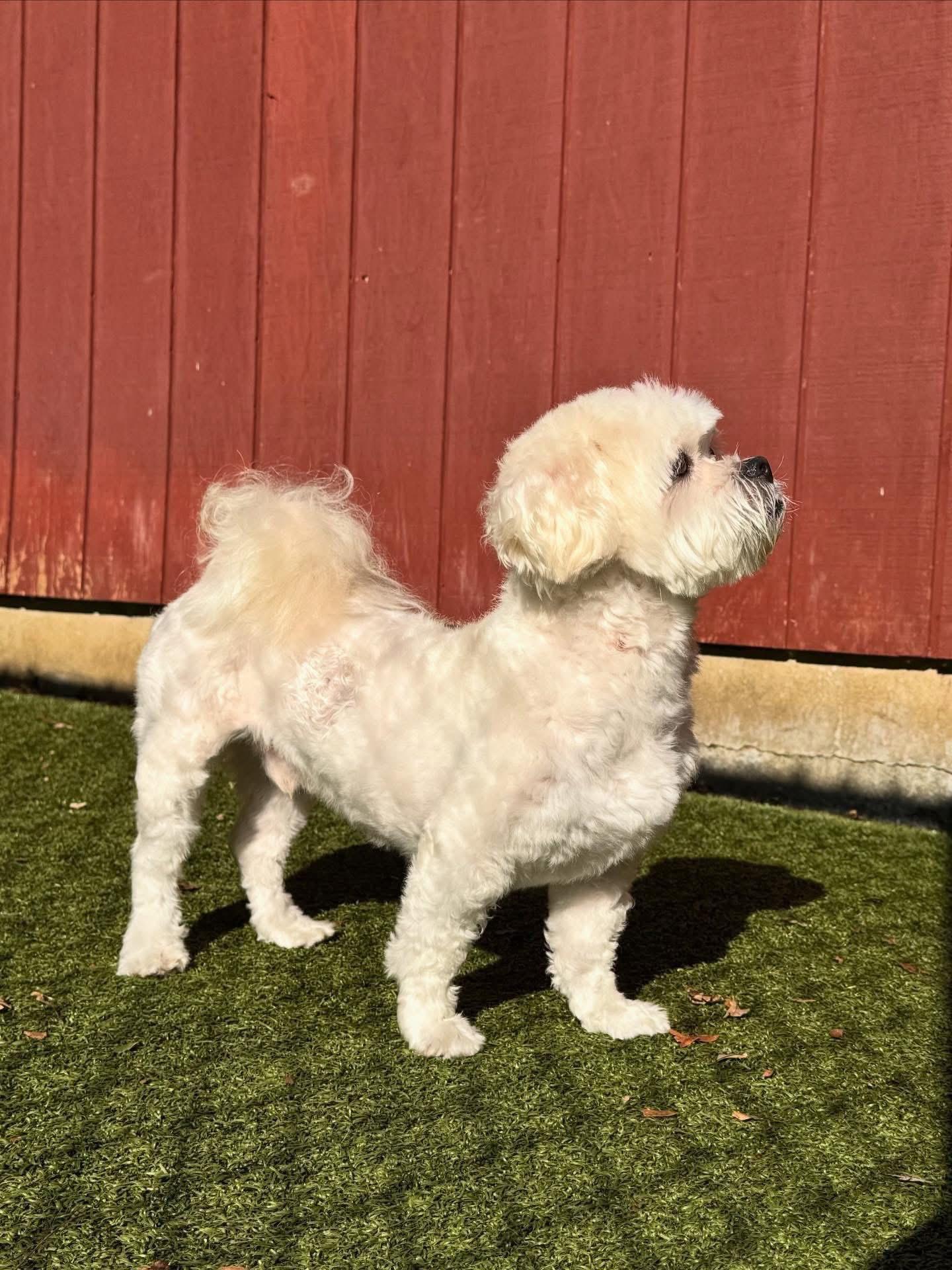 Enlarge Alfie, a ADOPTABLE mixed breed in Oak Ridge, NJ image 2/3