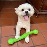 Alfie, ADOPTABLE, Senior Male Shih Tzu & Lhasa Apso.