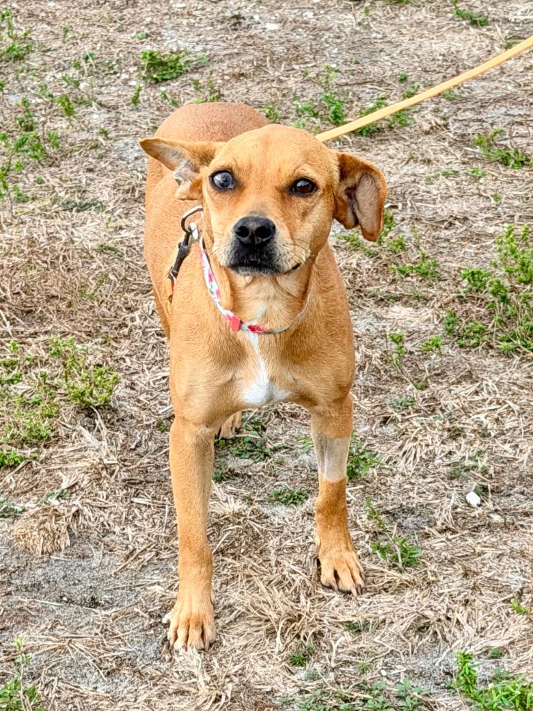 Liliana, Adoptable, Adult Female Labrador Retriever & Mixed Breed.