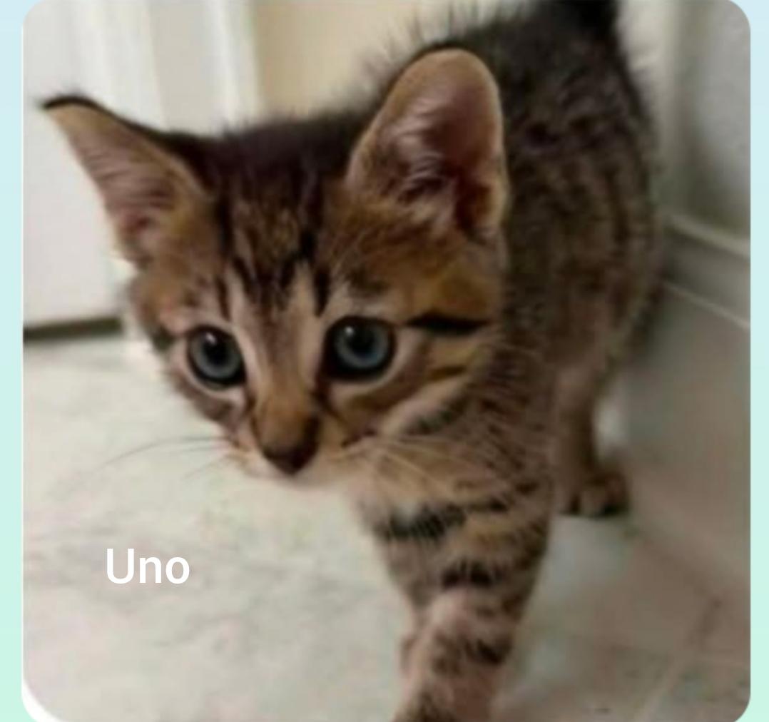Uno ( Orlando Fl), a ADOPTABLE Tabby in Orlando, FL image 2/2