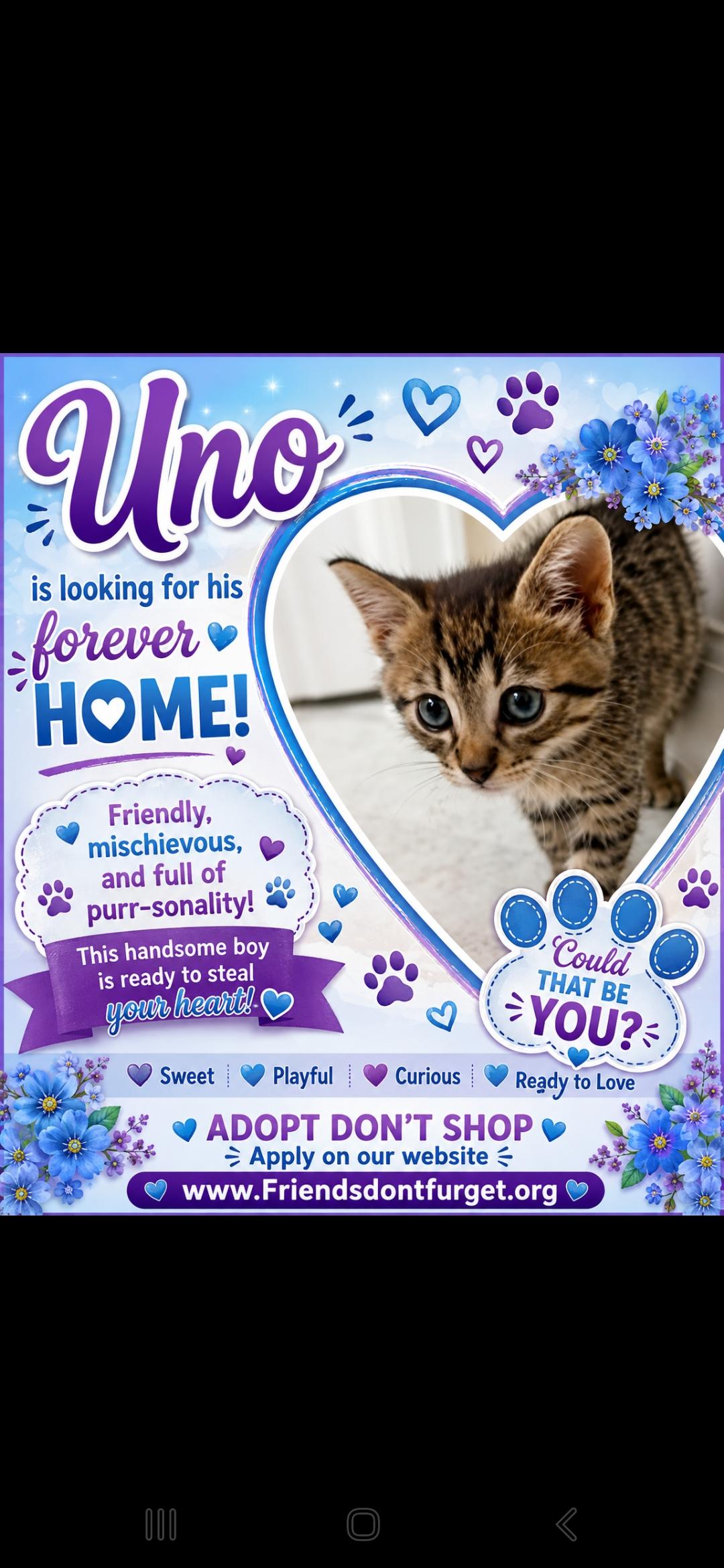 Uno ( Orlando Fl), ADOPTABLE, Kitten Male Tabby.