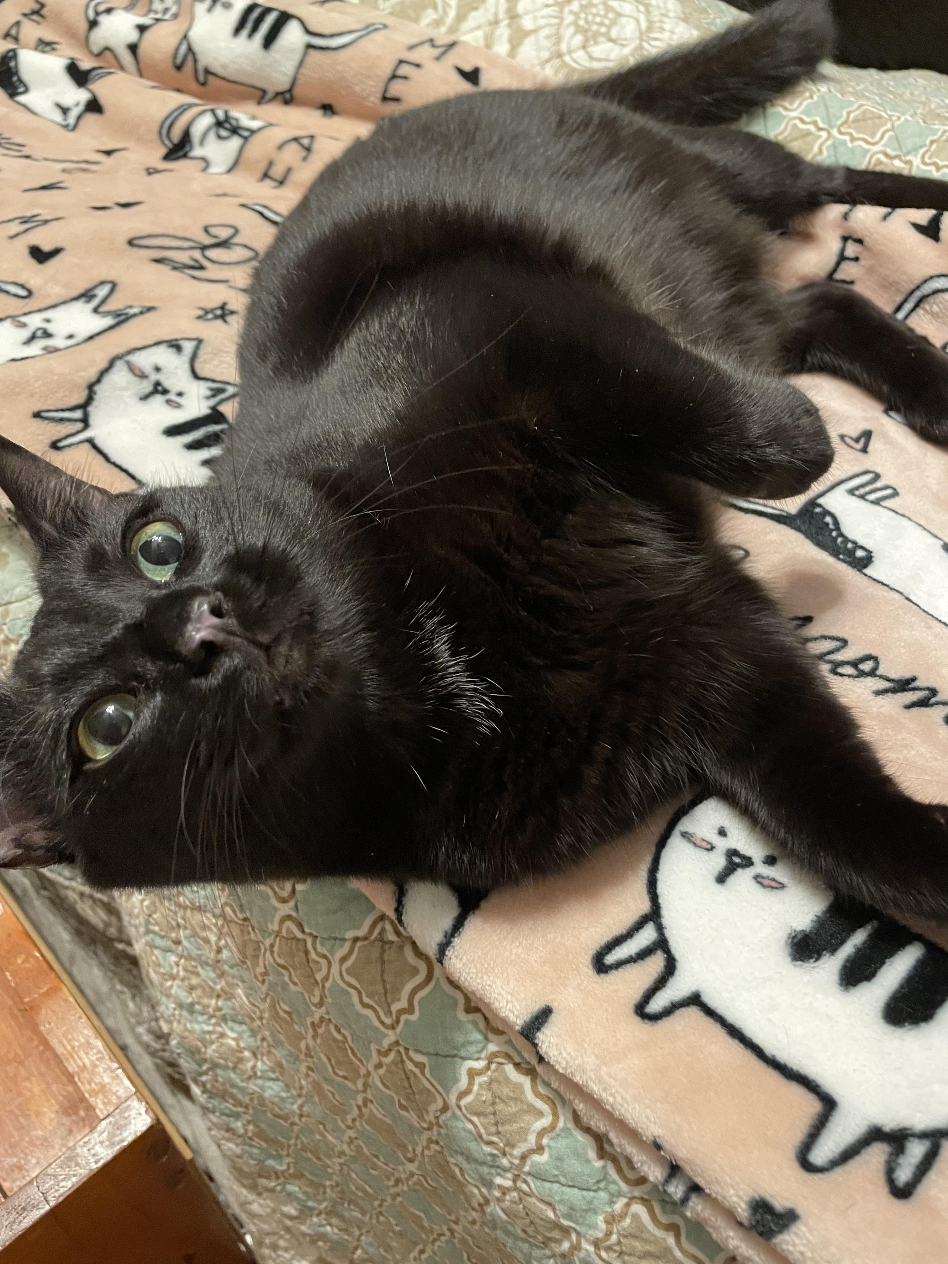 Enlarge Star - COURTESY POST, a Adoptable Domestic Short Hair in Rockingham, NC image 2/3