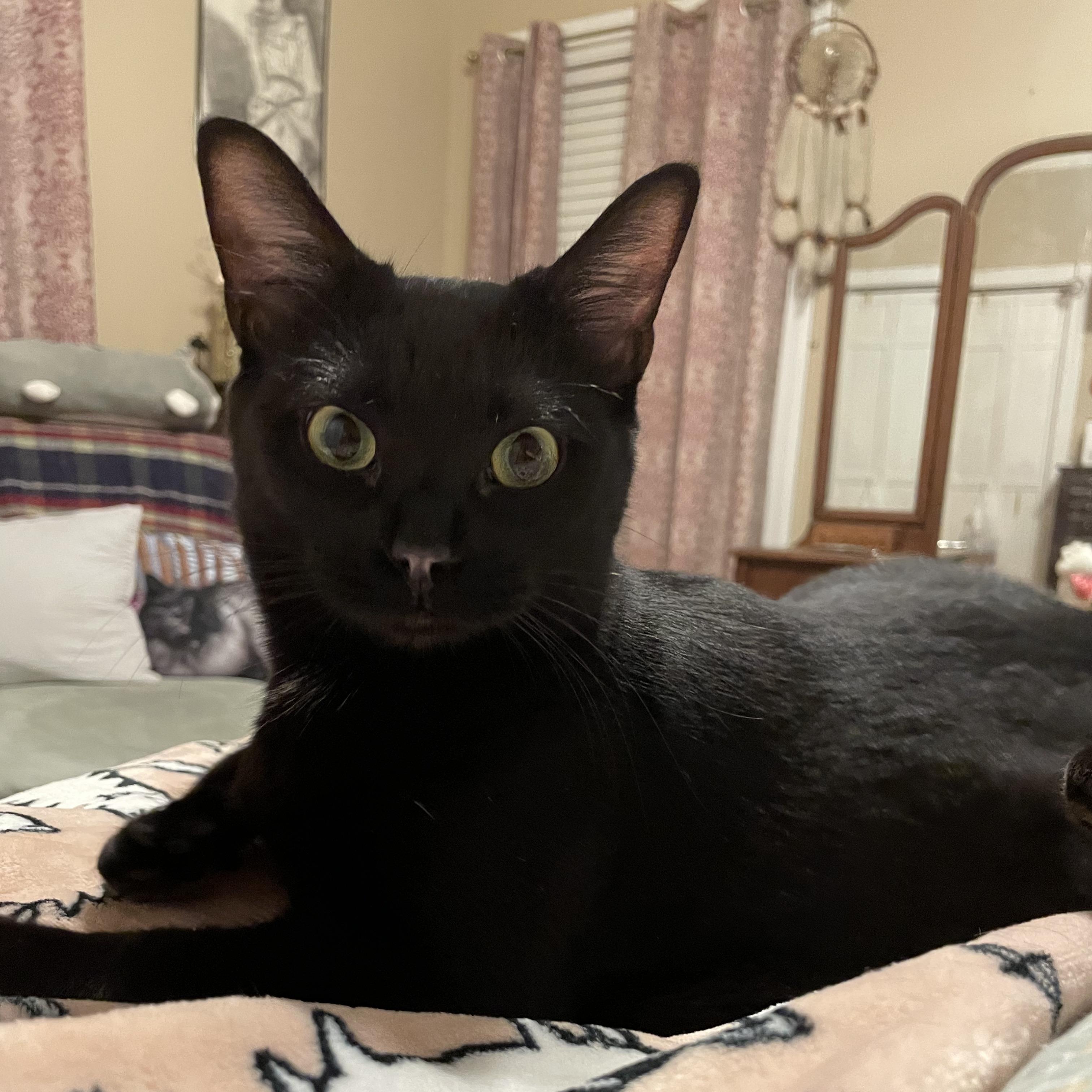 Enlarge Star - COURTESY POST, a Adoptable Domestic Short Hair in Rockingham, NC image 1/3