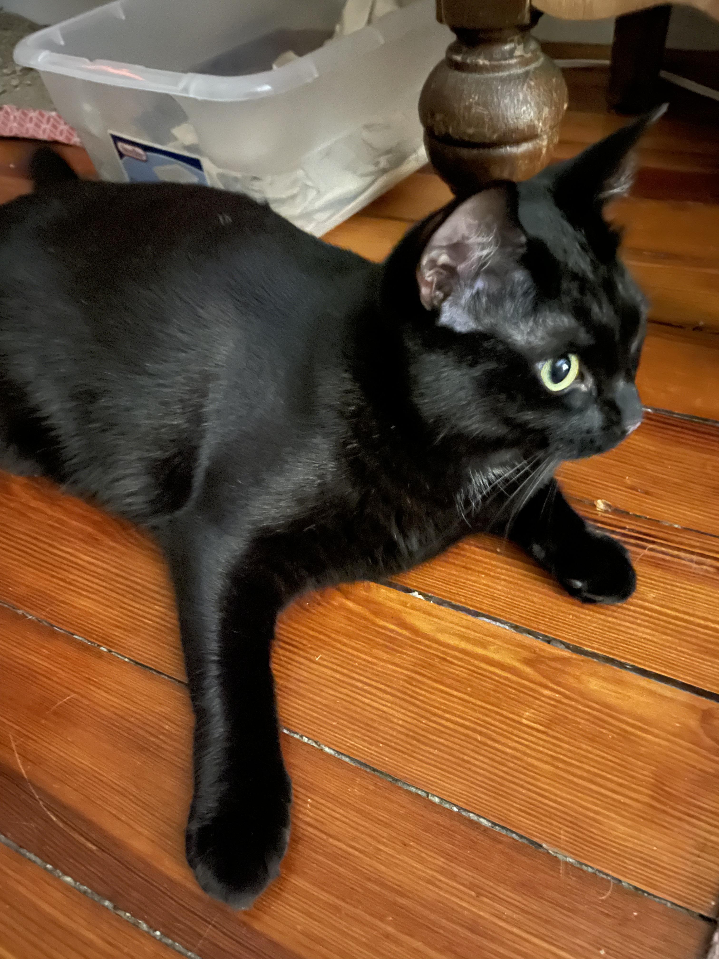 Enlarge Star - COURTESY POST, a Adoptable Domestic Short Hair in Rockingham, NC image 3/3