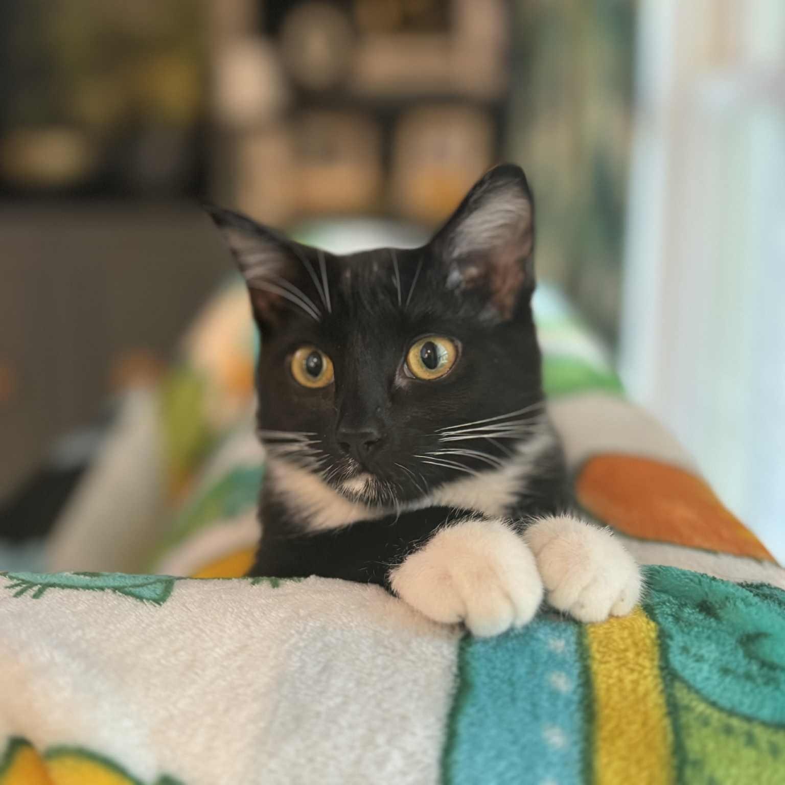 Abby - in foster home