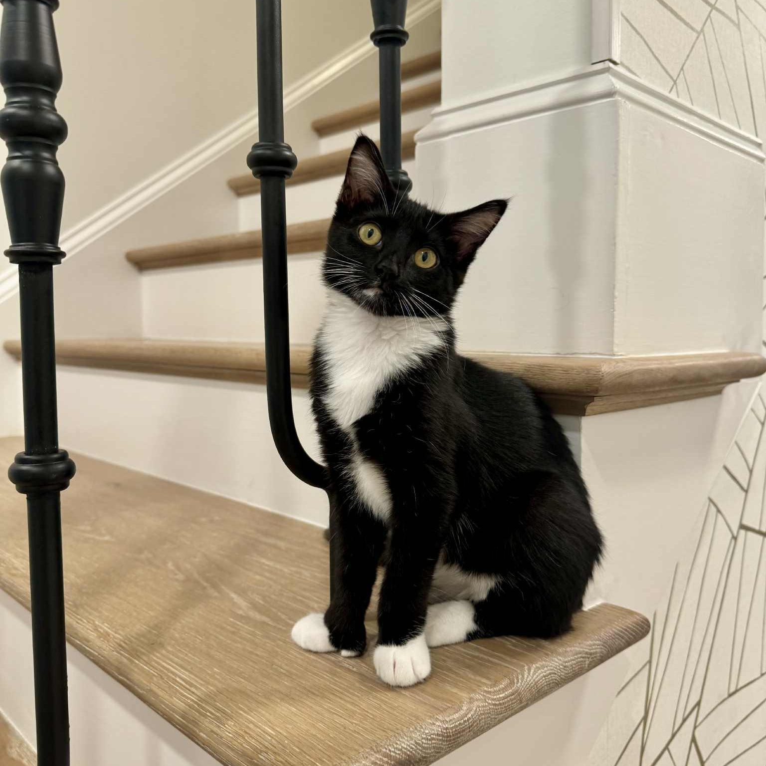 Abby - in foster home