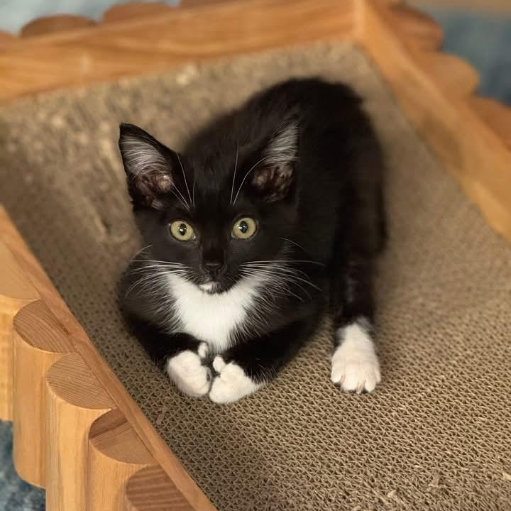 Abby - in foster home