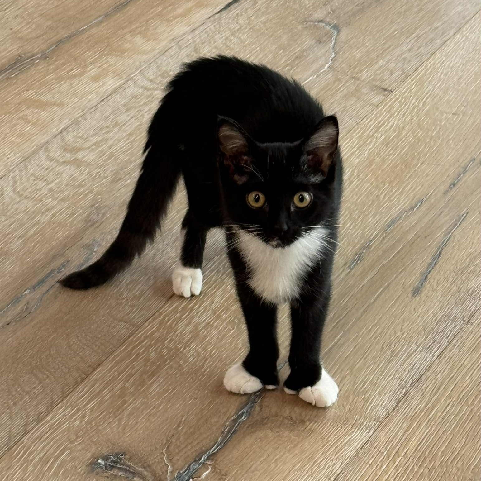 Abby - in foster home