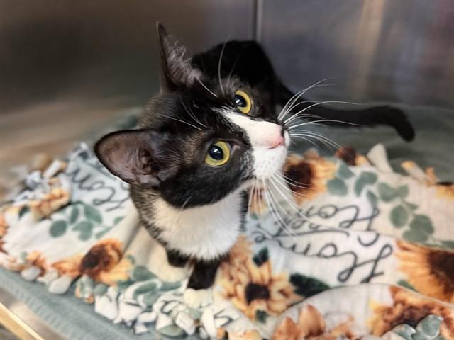 Enlarge KIMI, a Adoptable Domestic Short Hair in Ames, IA image 1/1
