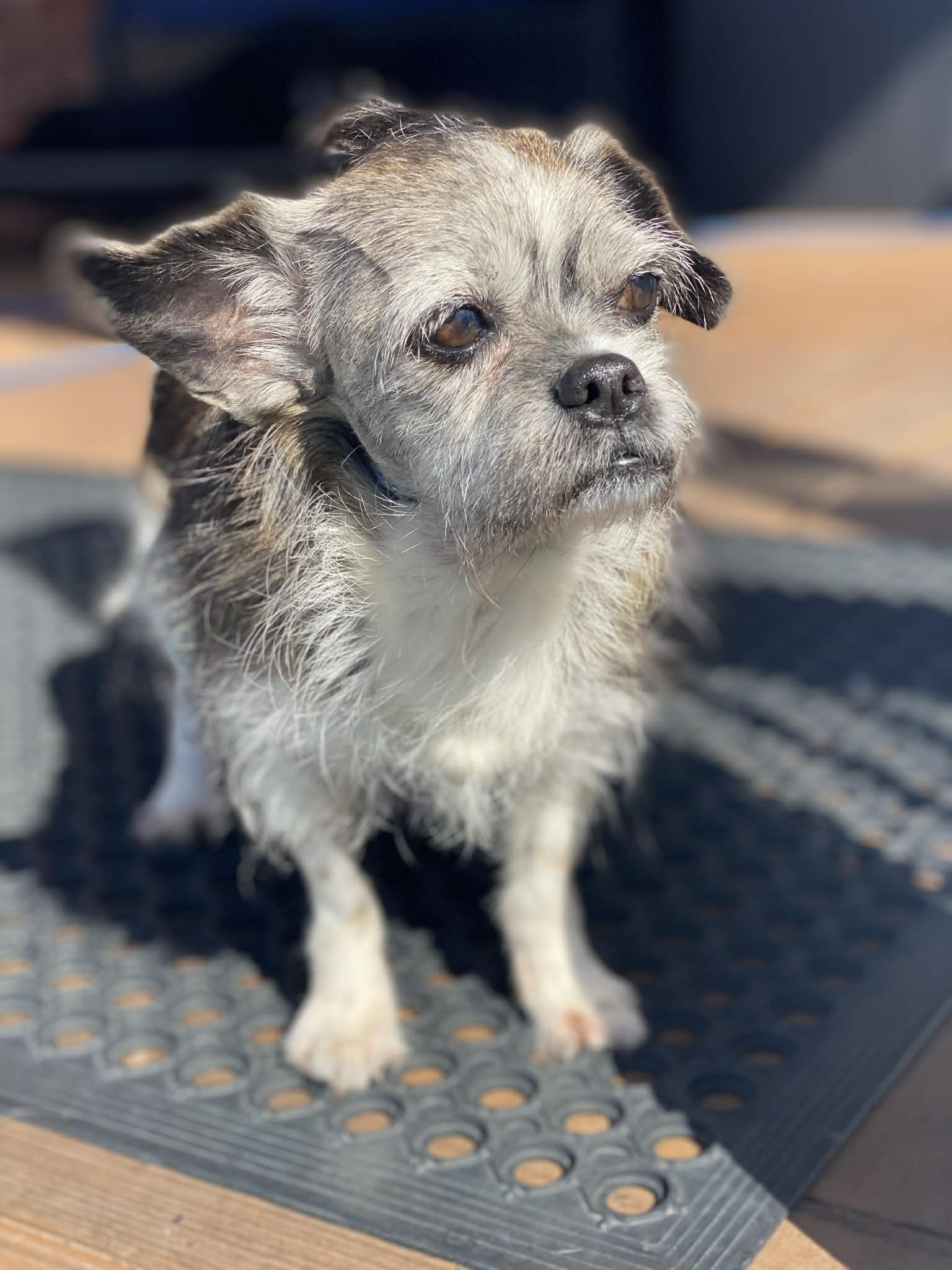 Enlarge MOCHI, a Adoptable mixed breed in Providence, RI image 6/6