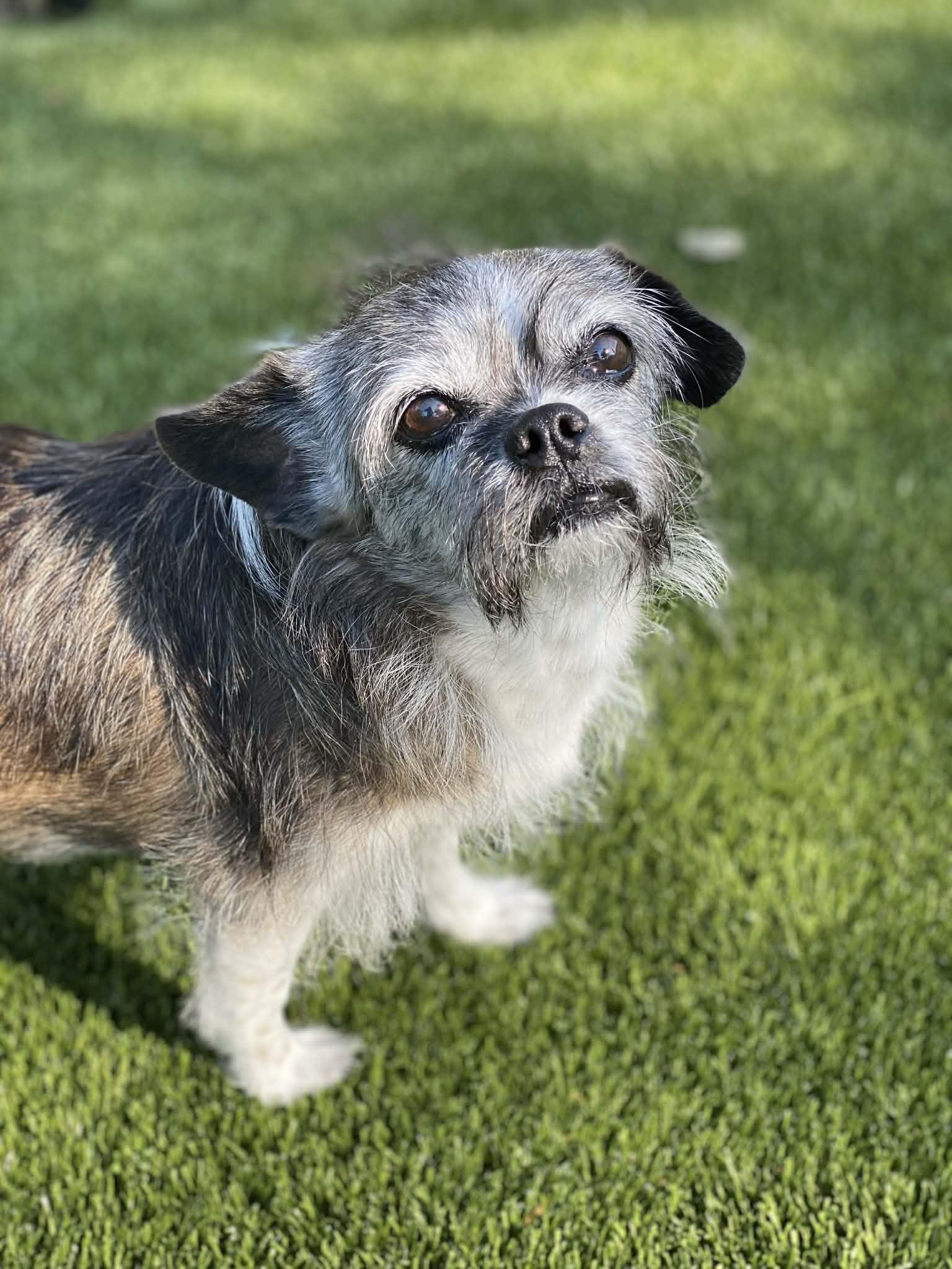 Enlarge MOCHI, a Adoptable mixed breed in Providence, RI image 3/6