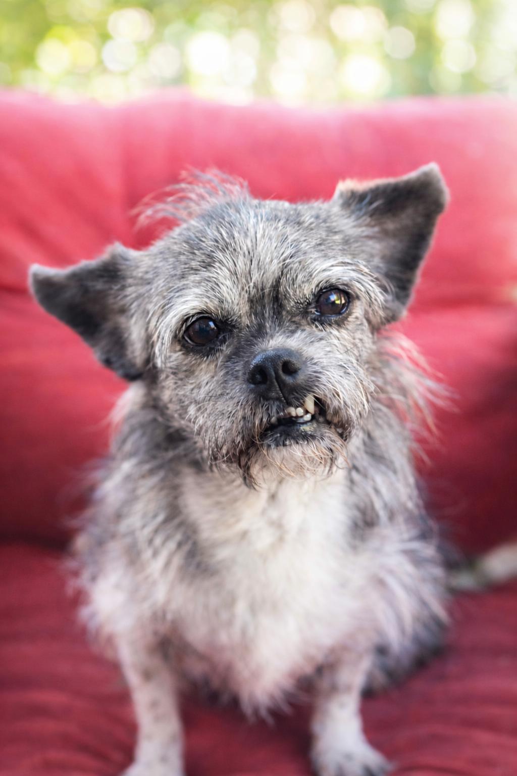 Enlarge MOCHI, a Adoptable mixed breed in Providence, RI image 1/6
