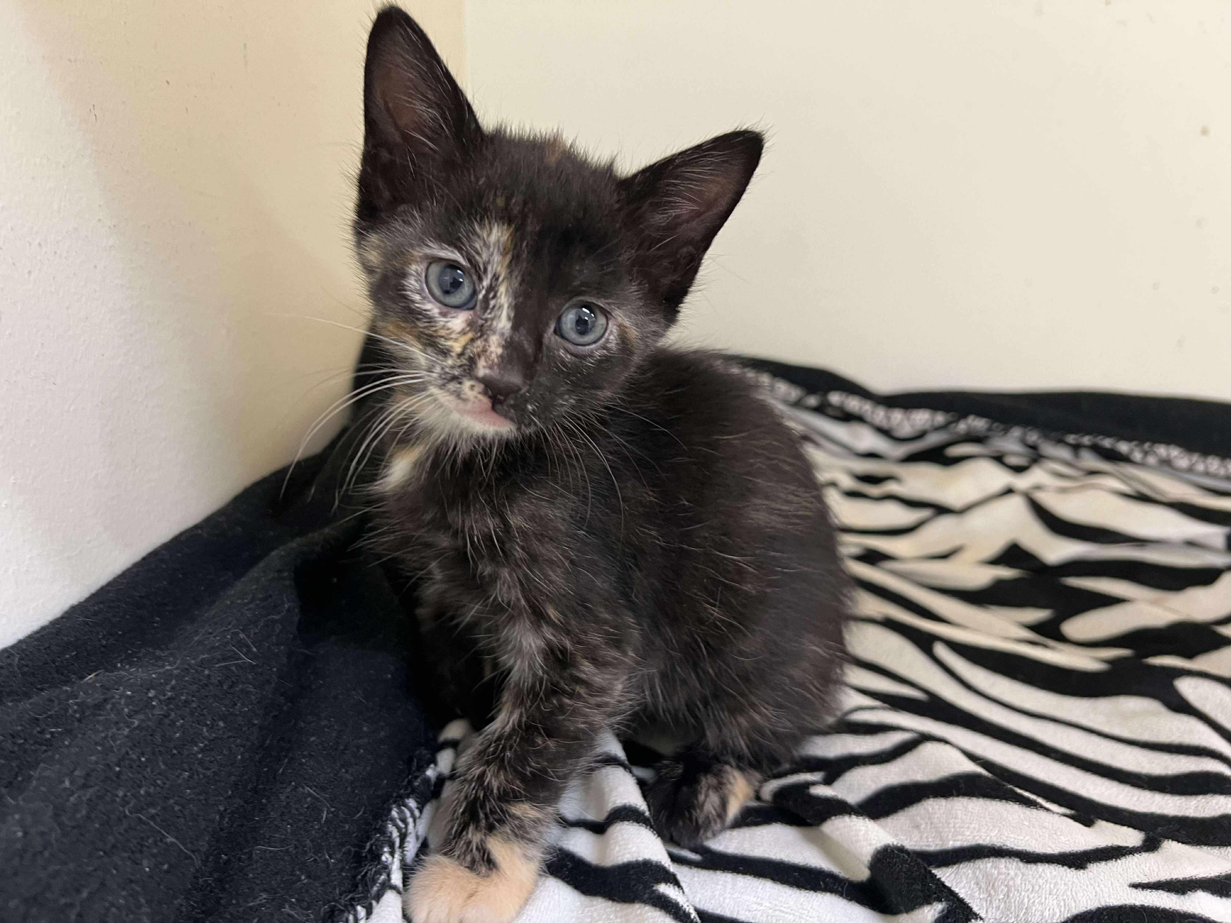 Ruby, Baby Female Domestic Short Hair