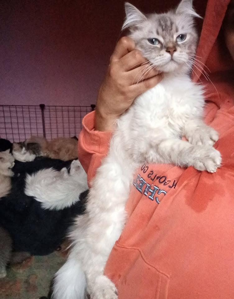 Enlarge Happy, a Adoptable mixed breed in Brampton, ON image 2/3