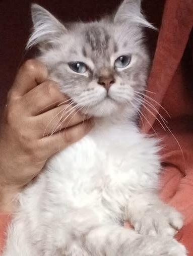 Happy, Adoptable, Adult Male Ragdoll & Siamese.