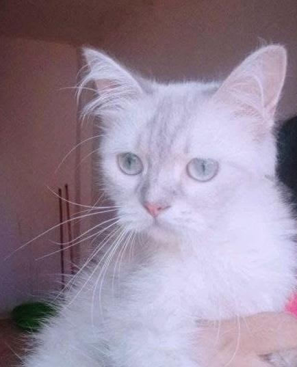 Enlarge Happy, a Adoptable mixed breed in Brampton, ON image 3/3