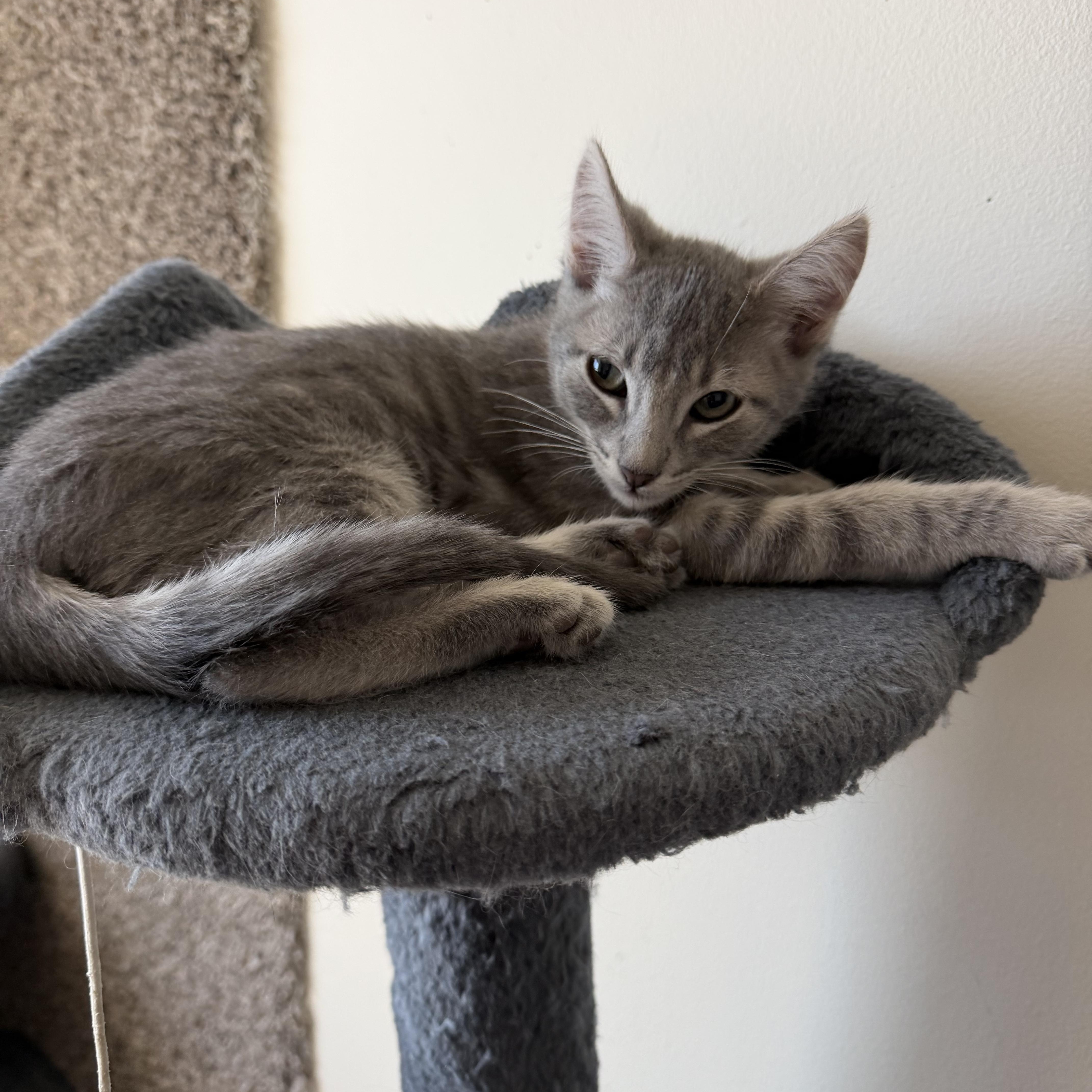 Enlarge Megumi, a Adoptable Tabby in Midvale, UT image 4/6