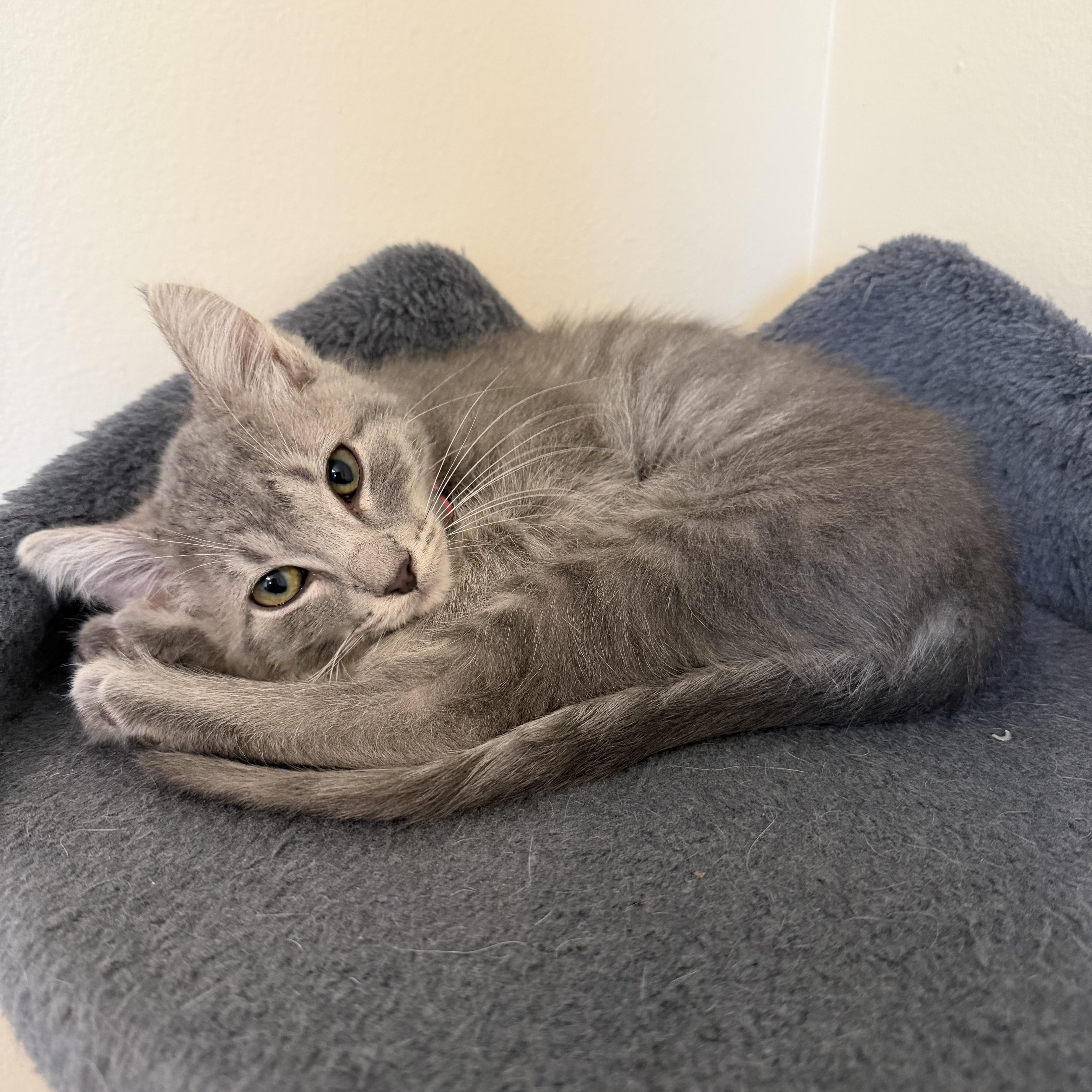 Megumi, Adoptable, Kitten Male Tabby.