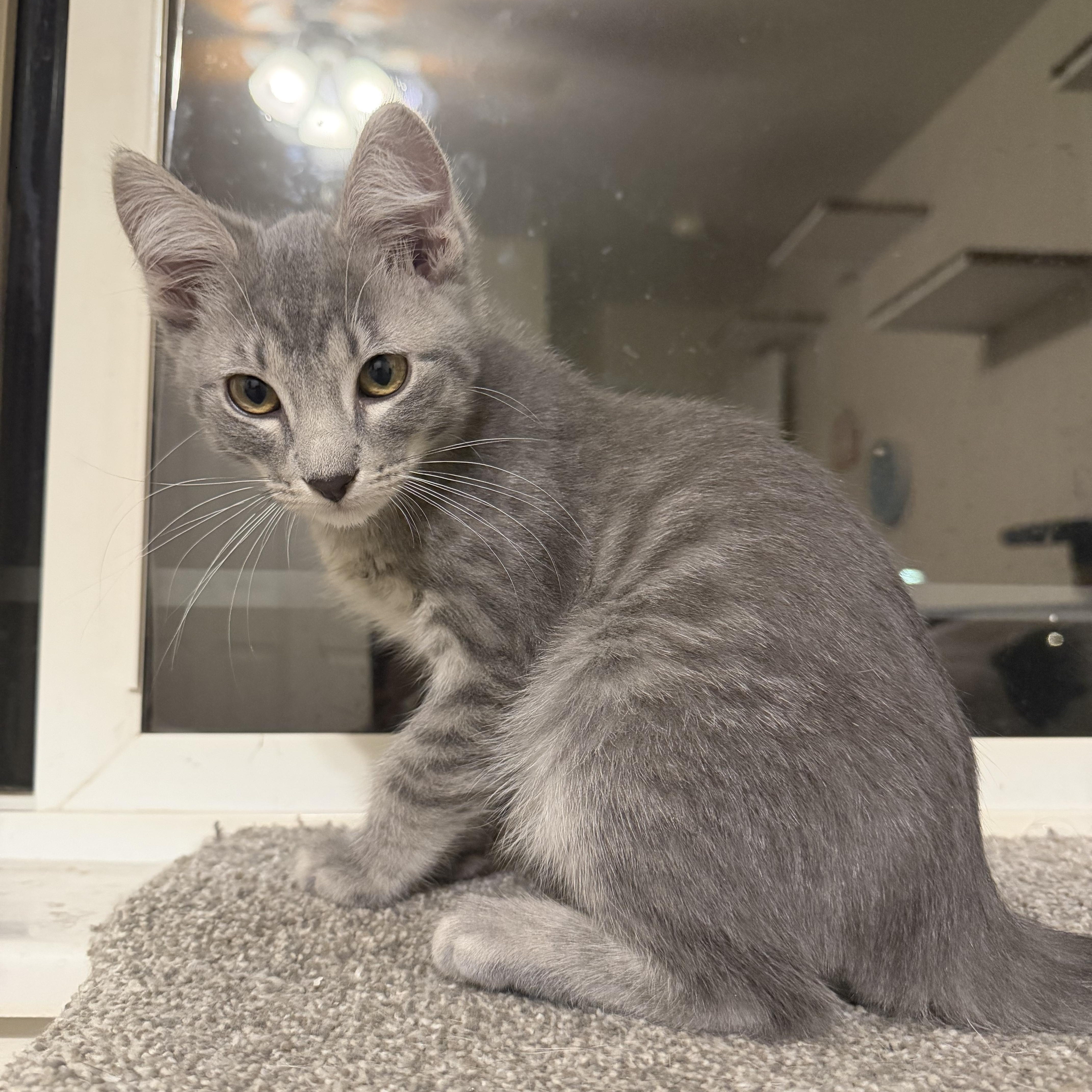 Enlarge Megumi, a Adoptable Tabby in Midvale, UT image 6/6