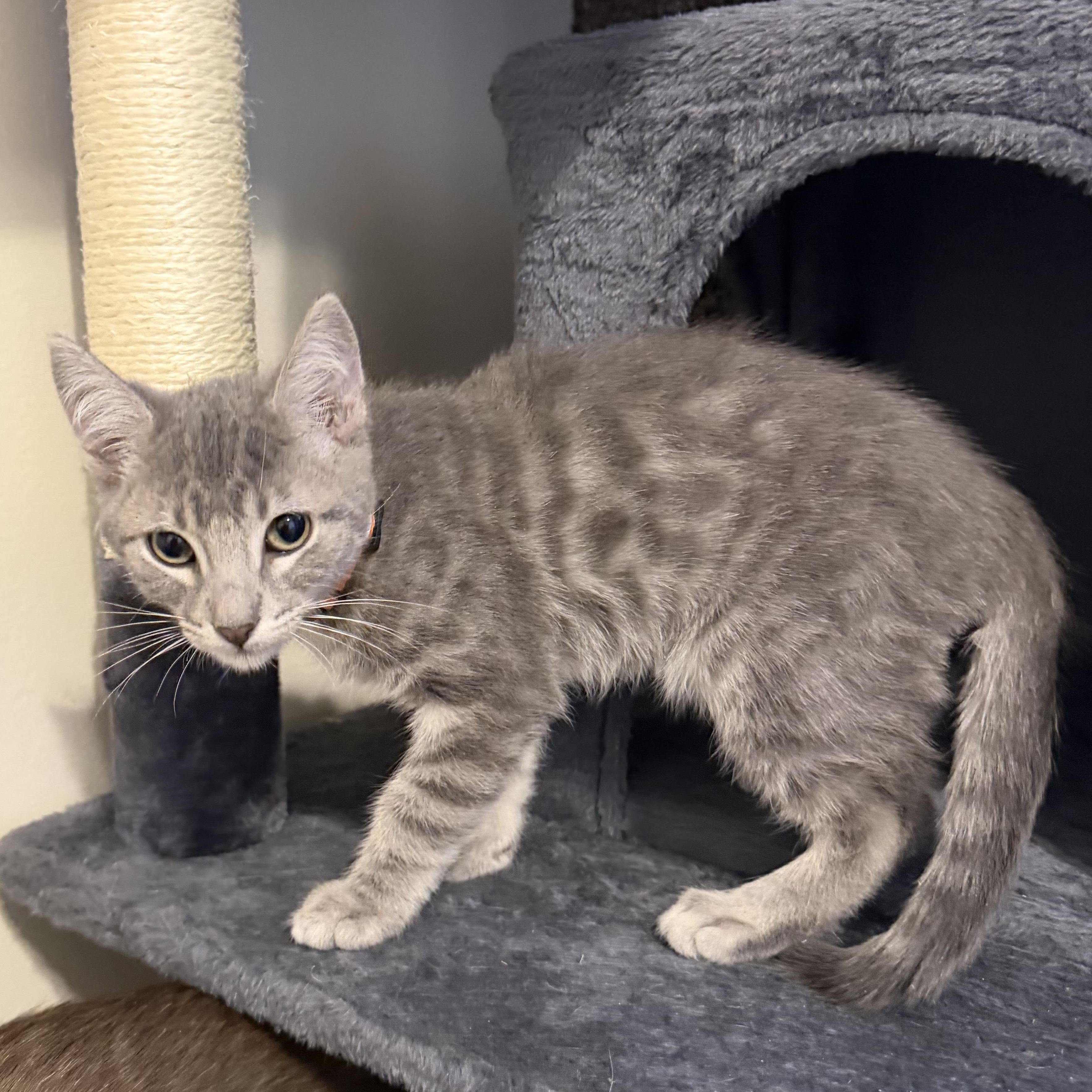 Enlarge Megumi, a Adoptable Tabby in Midvale, UT image 5/6