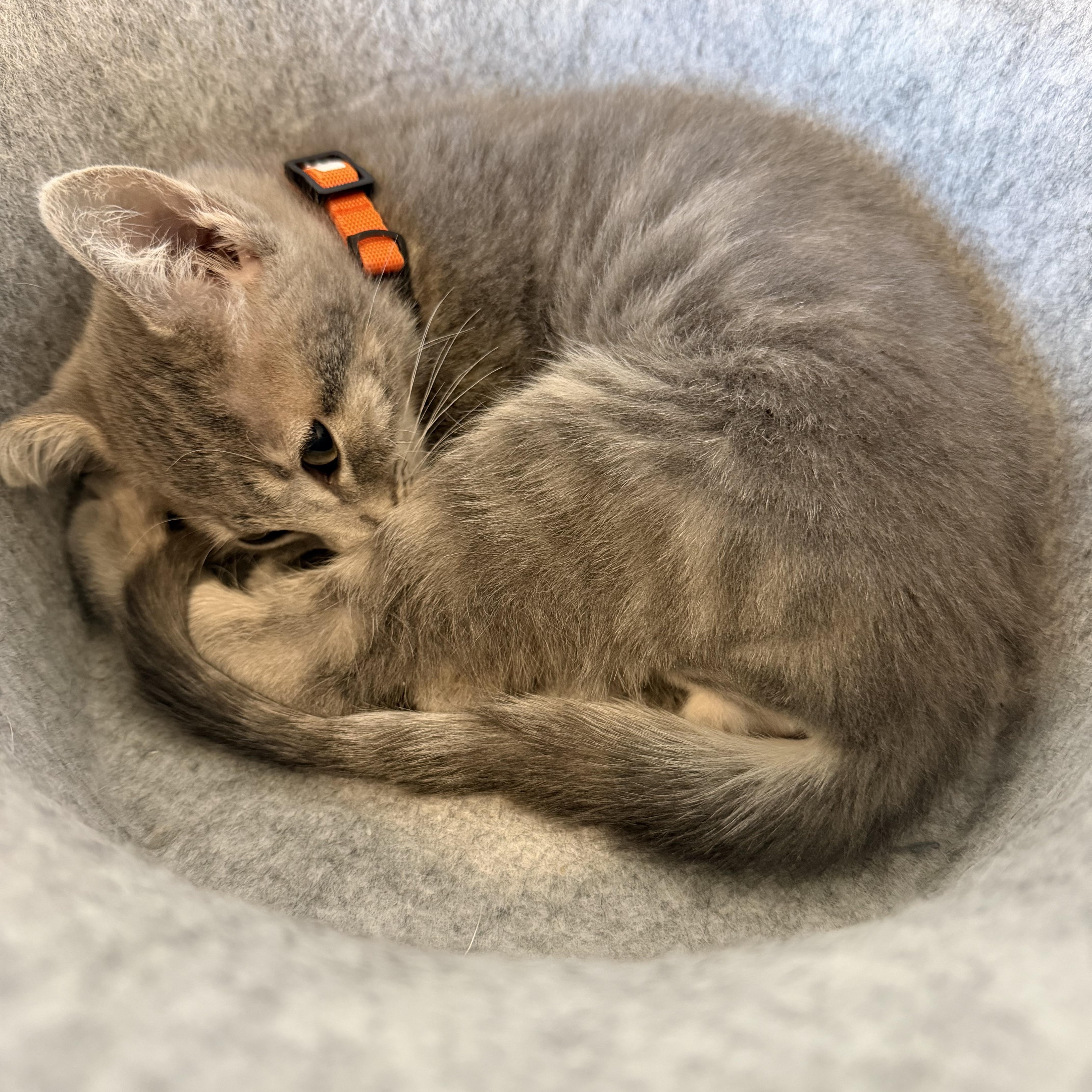 Enlarge Megumi, a Adoptable Tabby in Midvale, UT image 2/6