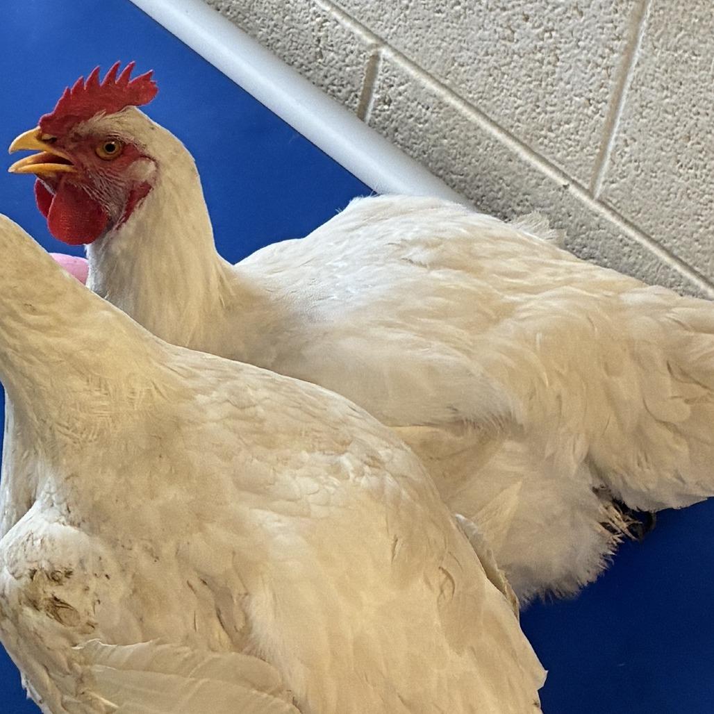 72637, Adoptable, Young Female Chicken.