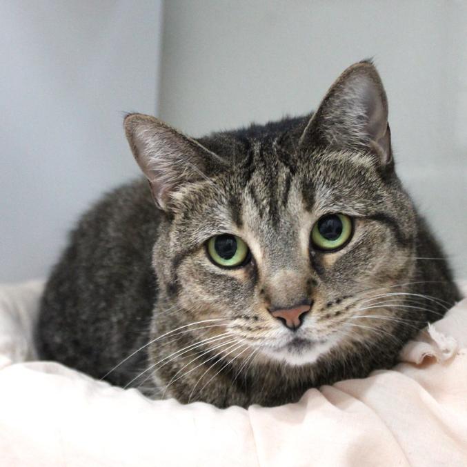Zoolove, Adoptable, Senior Female Domestic Short Hair.