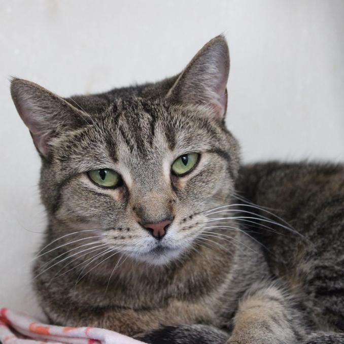 Enlarge Zoolove, a Adoptable Domestic Short Hair in Defiance, OH image 2/3