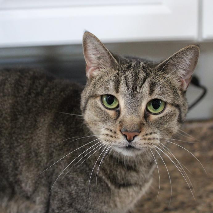 Enlarge Zoolove, a Adoptable Domestic Short Hair in Defiance, OH image 3/3