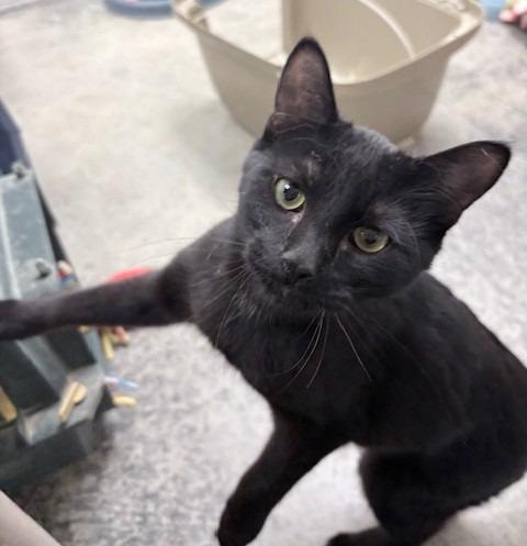 Ares, Adoptable, Kitten Male Domestic Medium Hair.