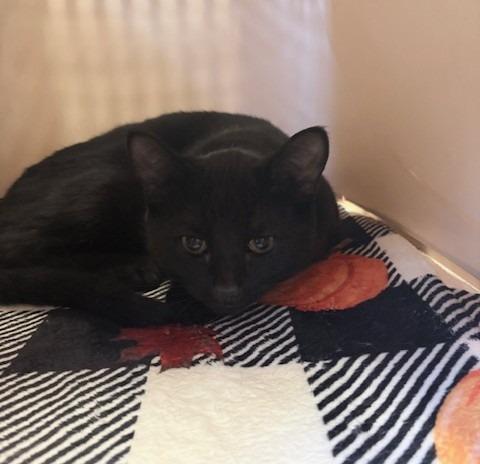 Ares, Adoptable, Young Male Domestic Medium Hair.