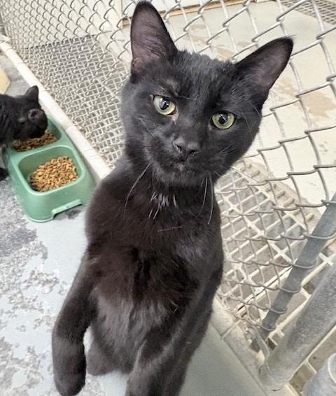 Enlarge Ares, a Adoptable mixed breed in Ogdensburg, NY image 3/3