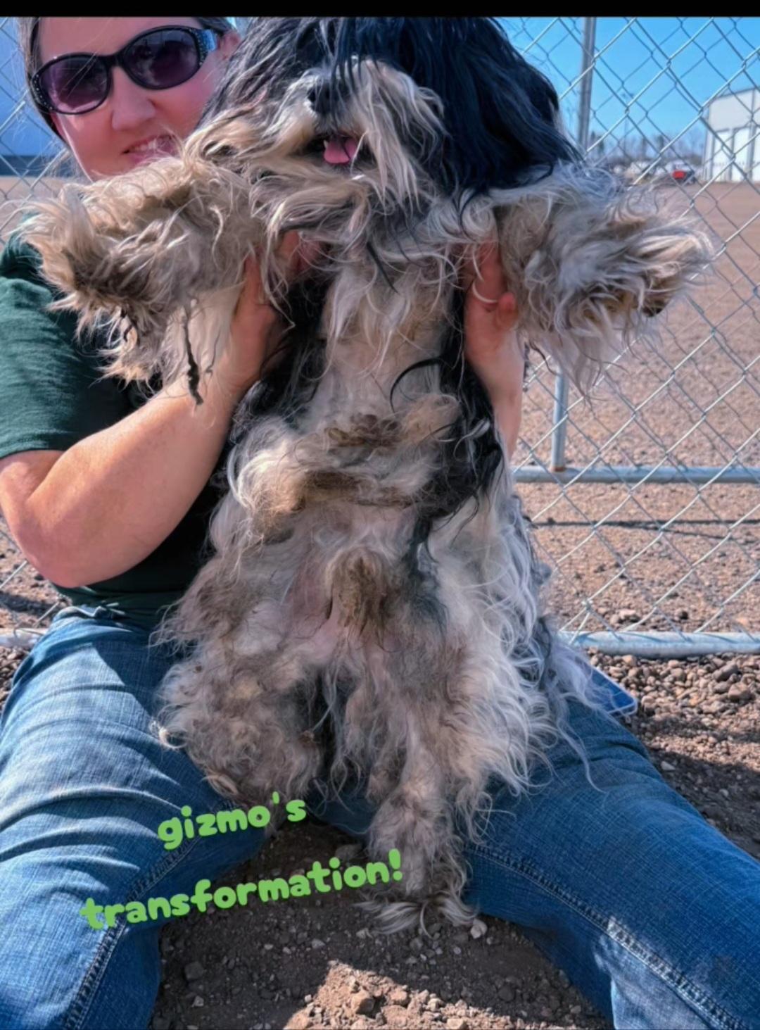 Gizmo-Adoption pending, a ADOPTABLE mixed breed in Jamestown, ND image 6/6