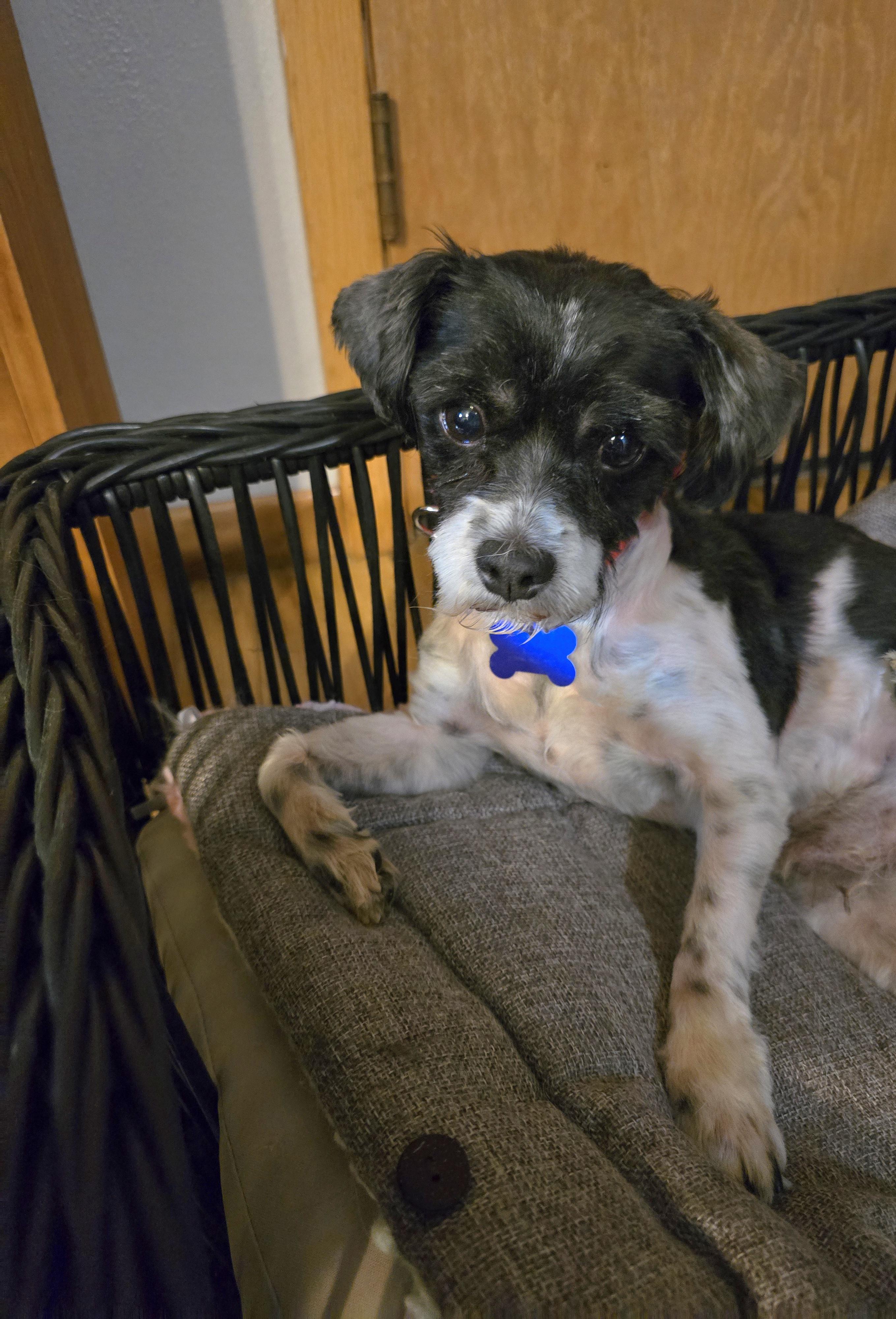 Gizmo-Adoption pending, ADOPTABLE, Adult Male Shih Tzu.